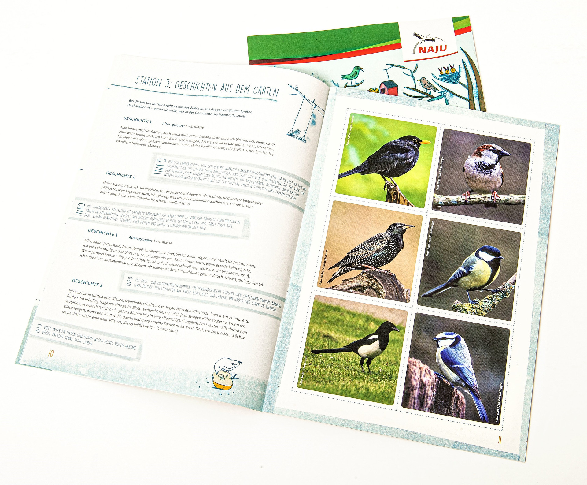 Aufgeschlagene Broschüre: rechts sind sechs Fotos von verschiedenen Vogelarten. Auf der linken Seite steht Text. 