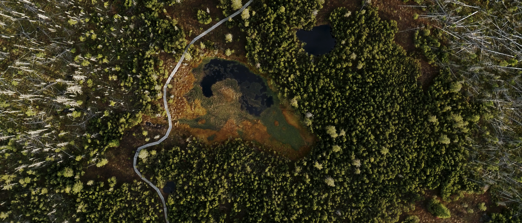 Das Foto zeigt einen Wald von oben. In der Mitte ist ein See, quer durch den Wald schlängelt sich eine Straße. Am rechten und linken Bildrand sind tote und/oder liegende Bäume zu sehen.